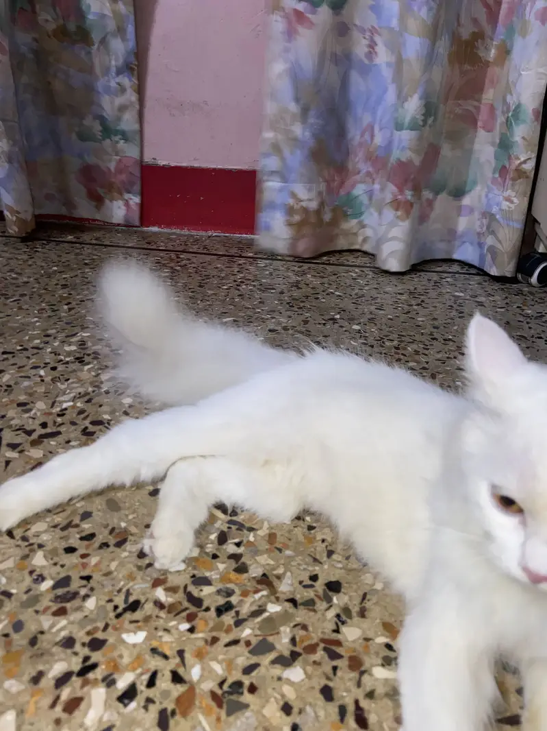 Persian tripple coat female kitten — photo 10