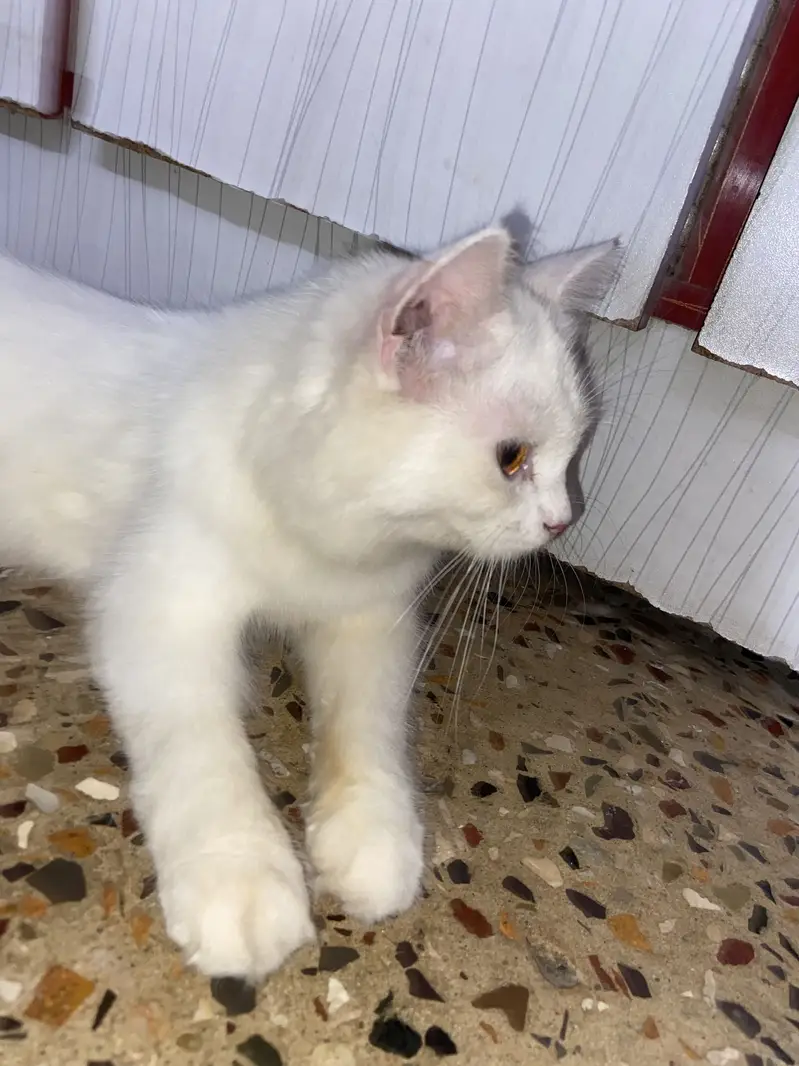 Persian tripple coat female kitten — photo 11