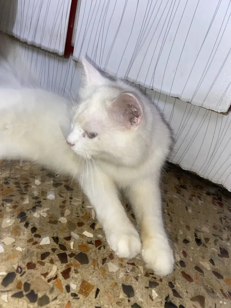 Persian tripple coat female kitten — photo 12