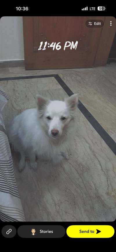 Russian samoyed female