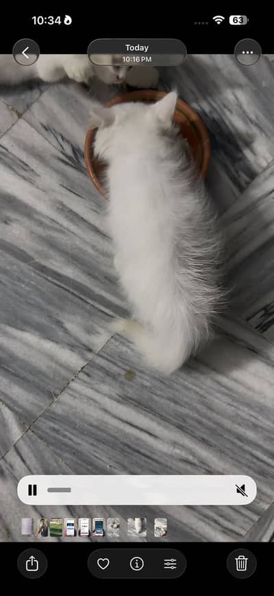 Urgent triple coat cat for sale