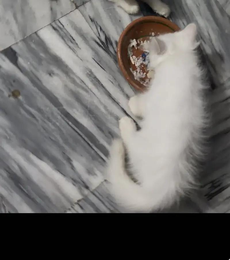 Urgent triple coat cat for sale — photo 2