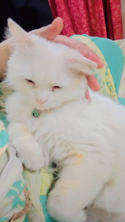 Male cat available for matting