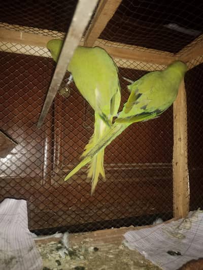 khatta parrot