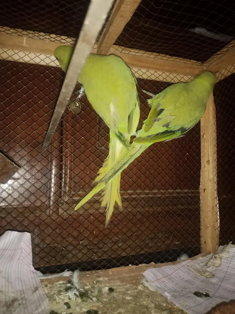 khatta parrot