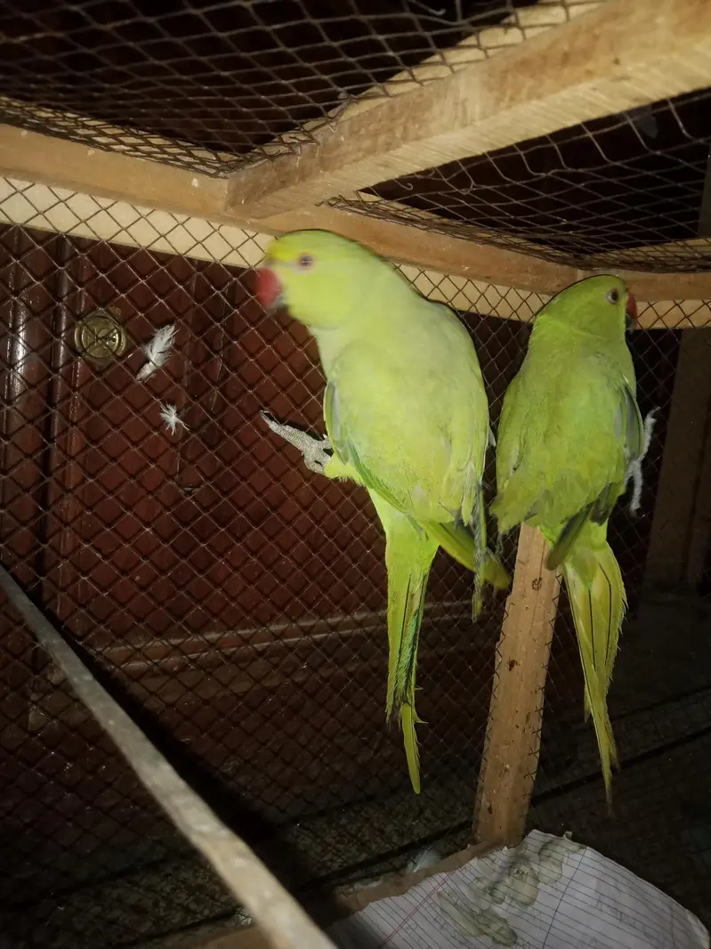 khatta parrot — photo 2