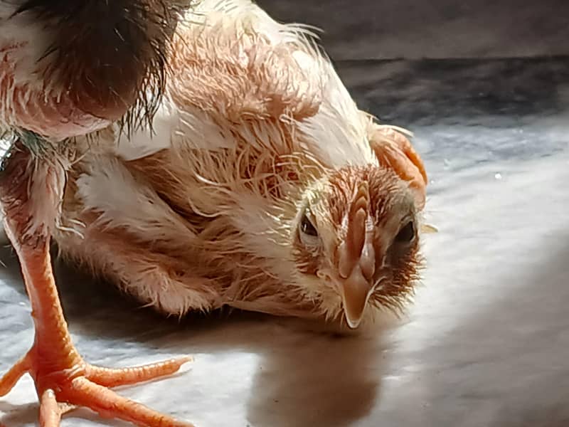 chicks 0