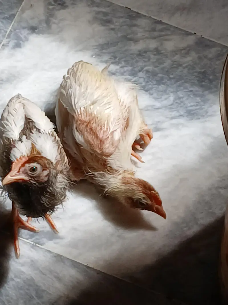 chicks — photo 2