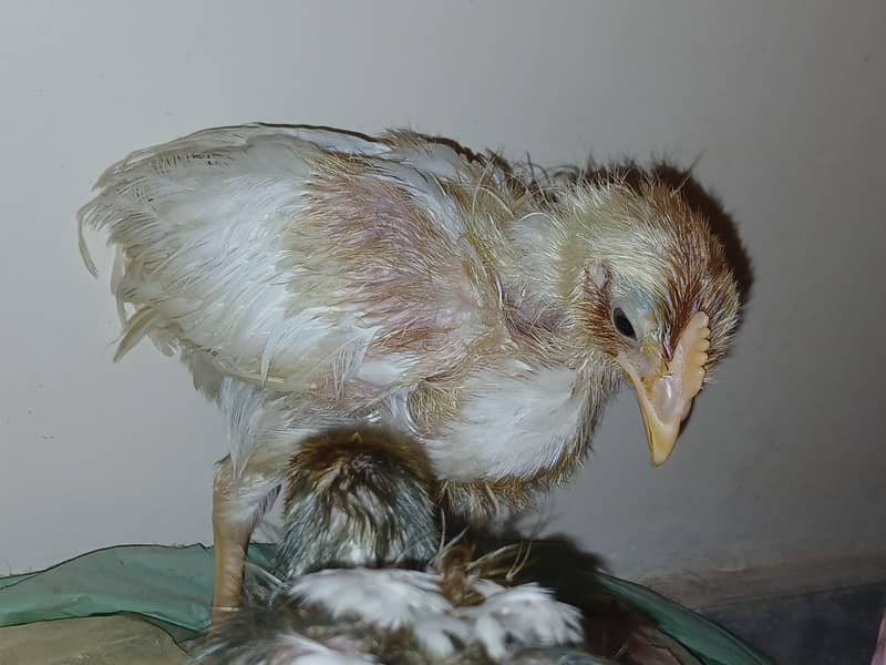 chicks 2