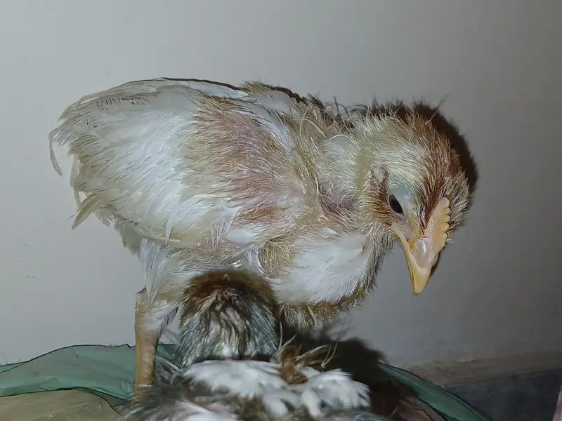 chicks — photo 3