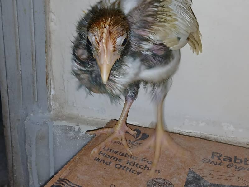 chicks 3