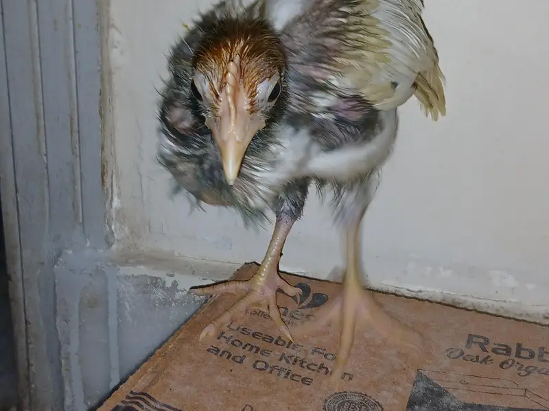 chicks — photo 4