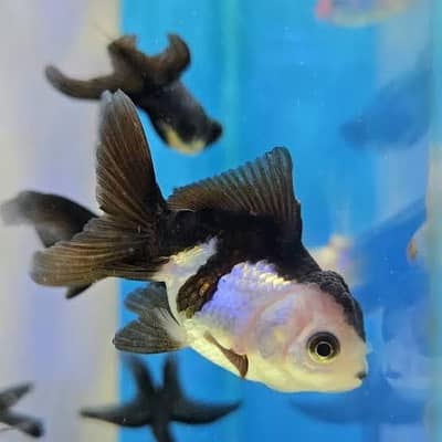 Oranda gold fish available
