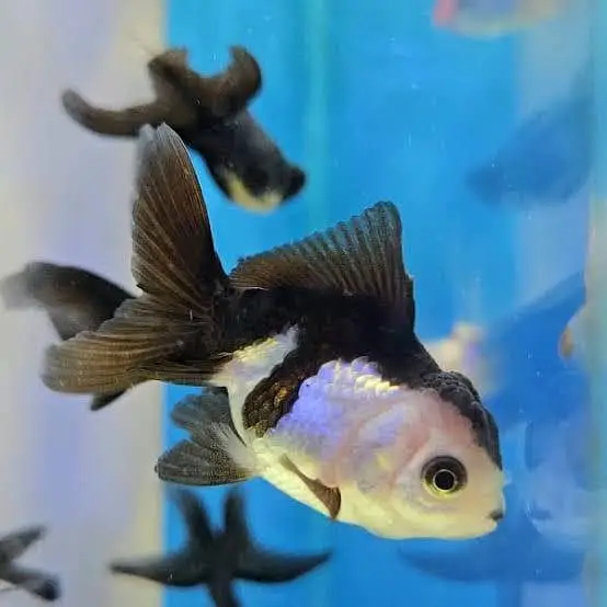 Oranda gold fish available