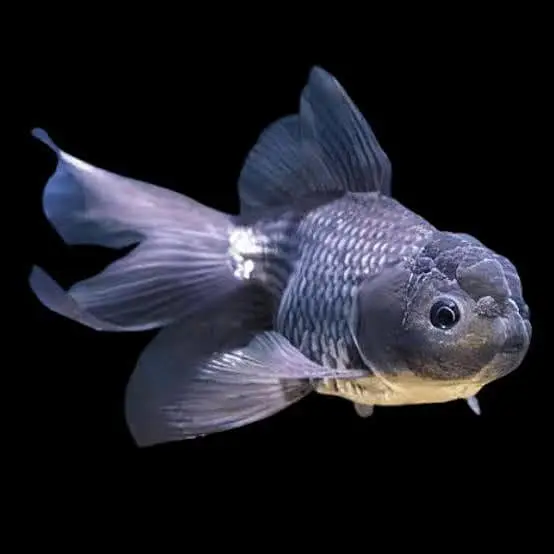 Oranda gold fish available — photo 2