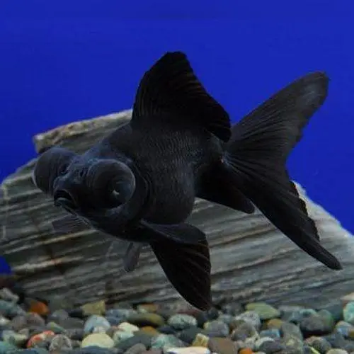 Oranda gold fish available — photo 3
