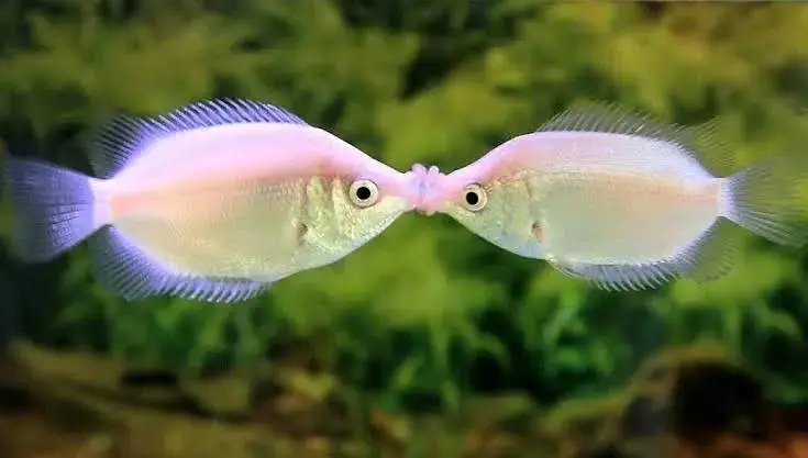 Oranda gold fish available — photo 4