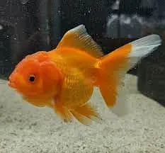 Oranda gold fish available — photo 5