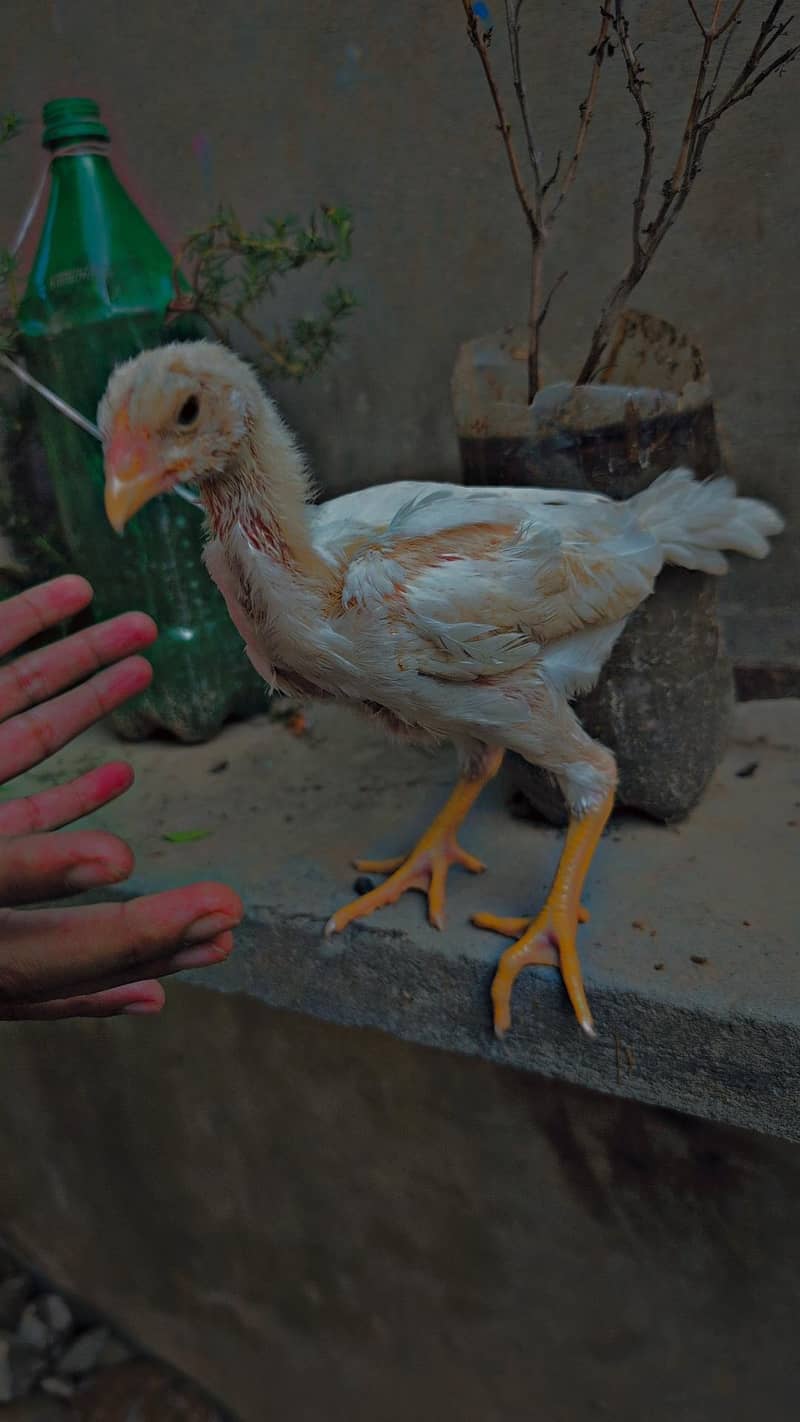 pair 2 chicks 1