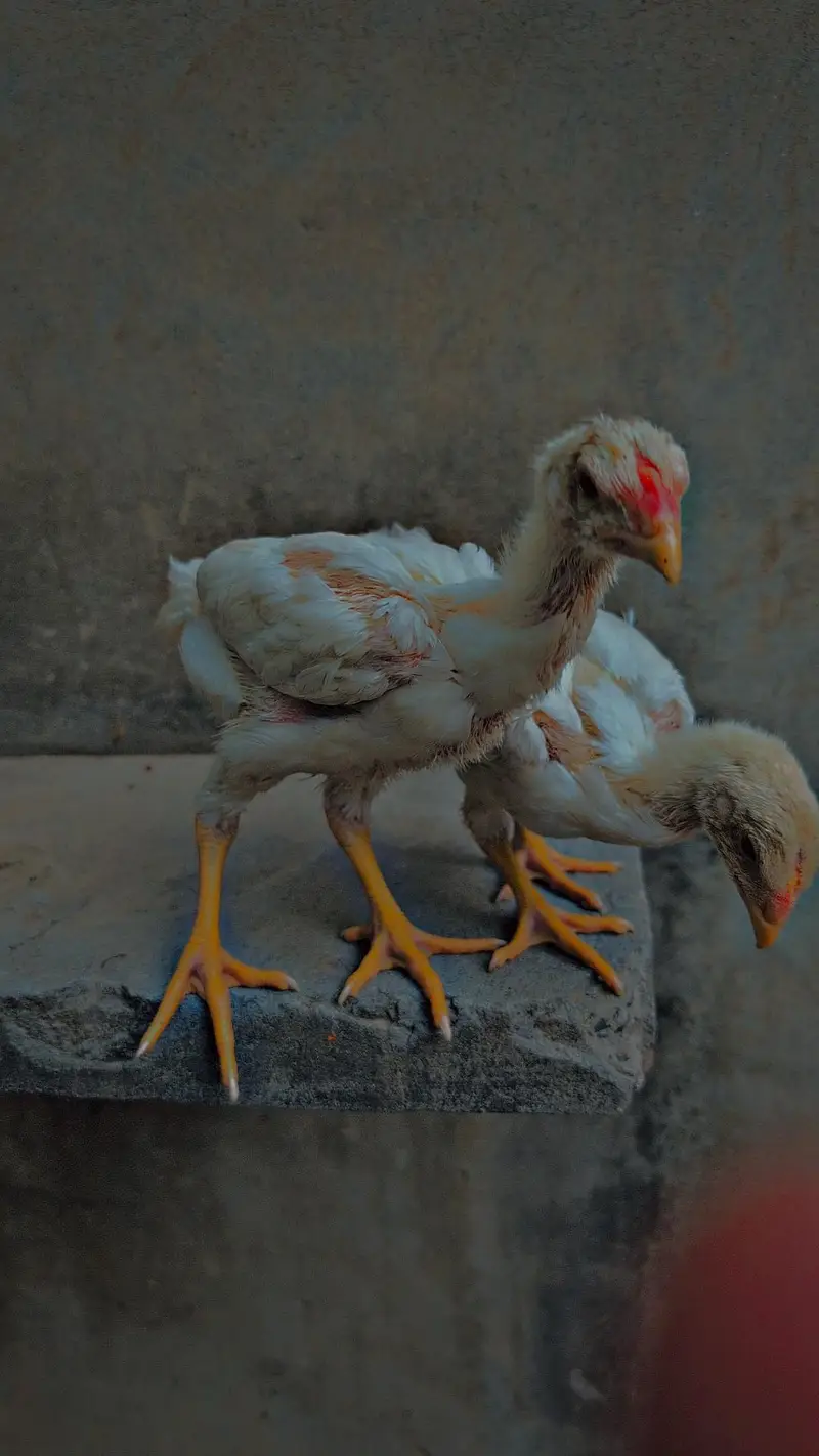 pair 2 chicks — photo 3