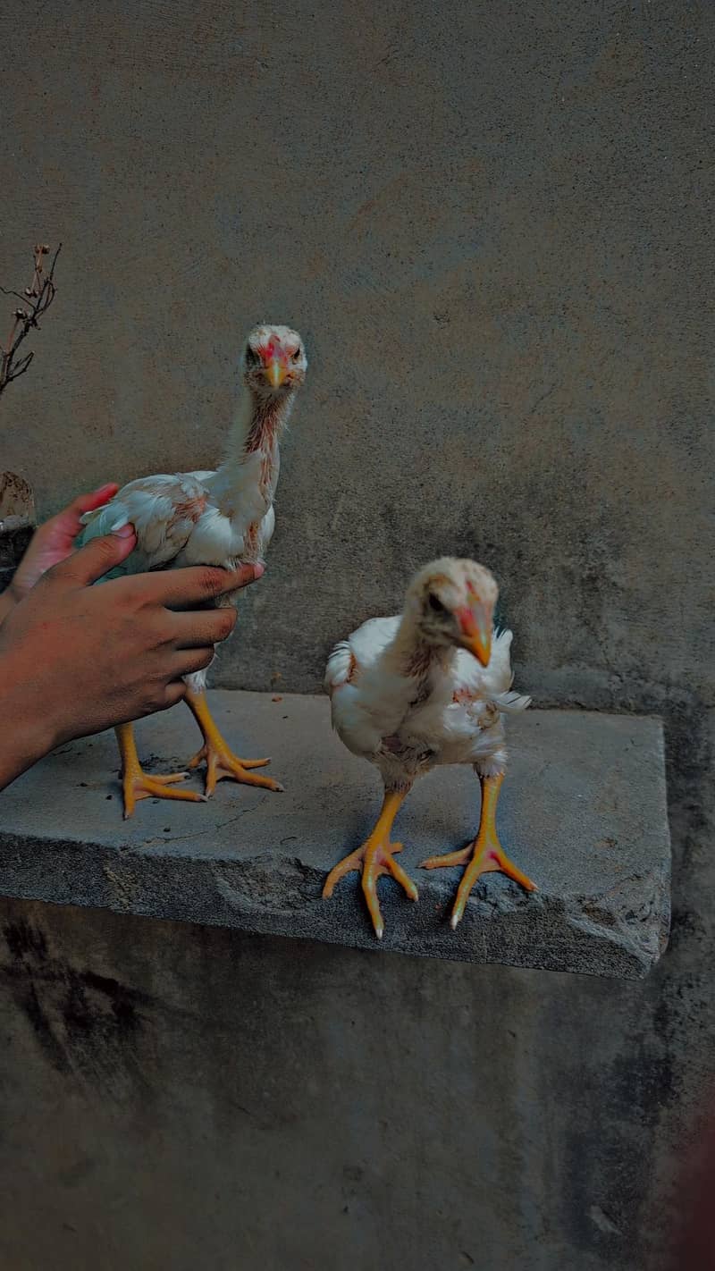 pair 2 chicks 3