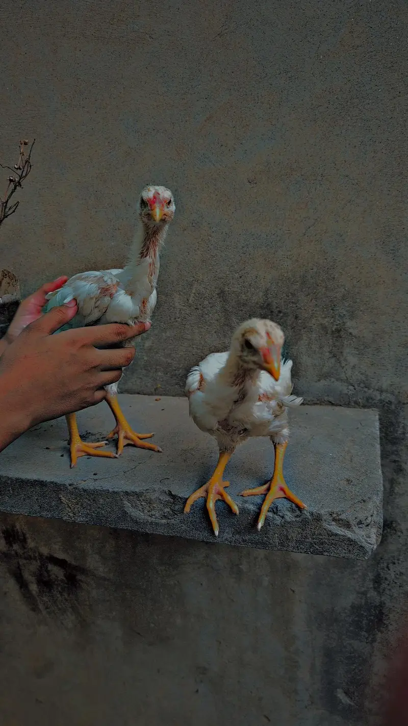 pair 2 chicks — photo 4
