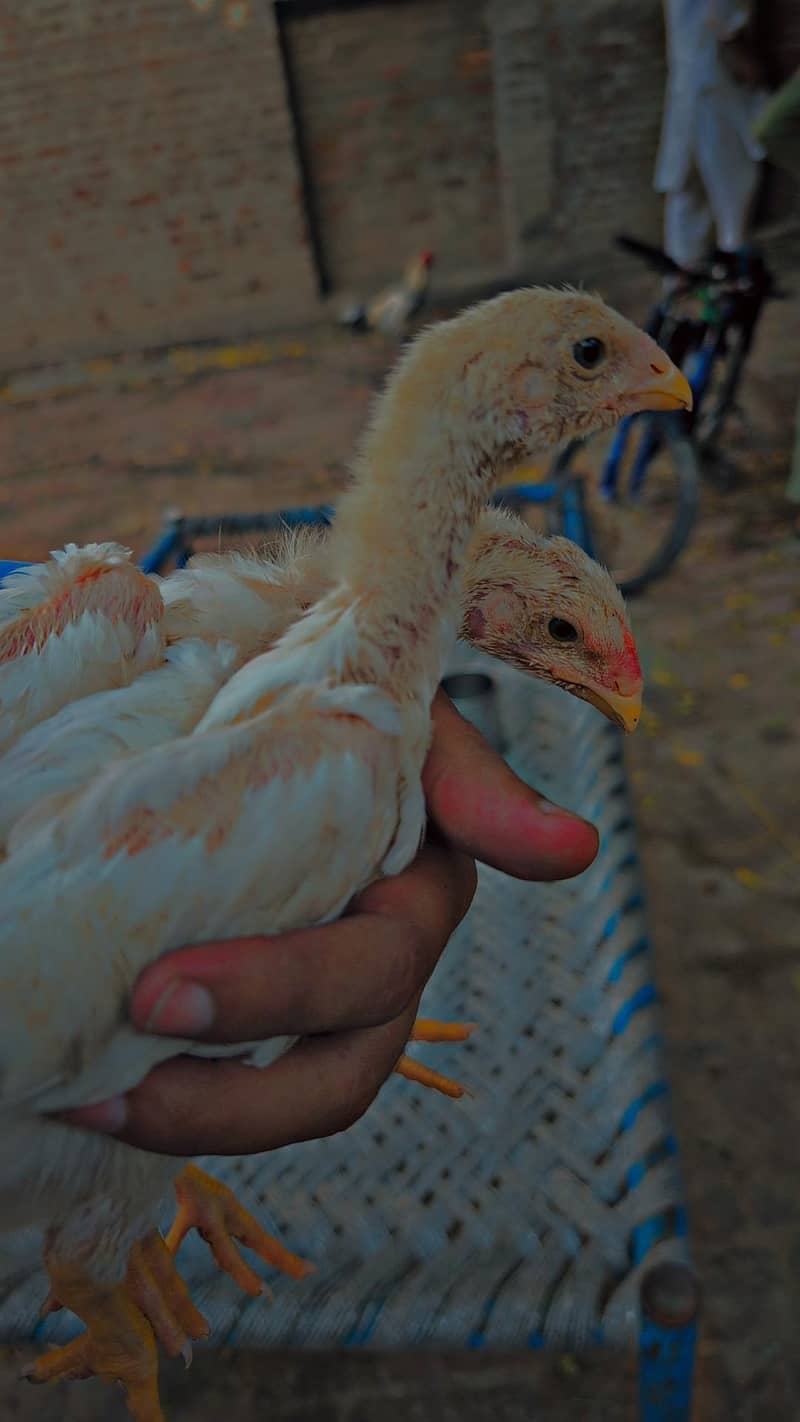 pair 2 chicks 4