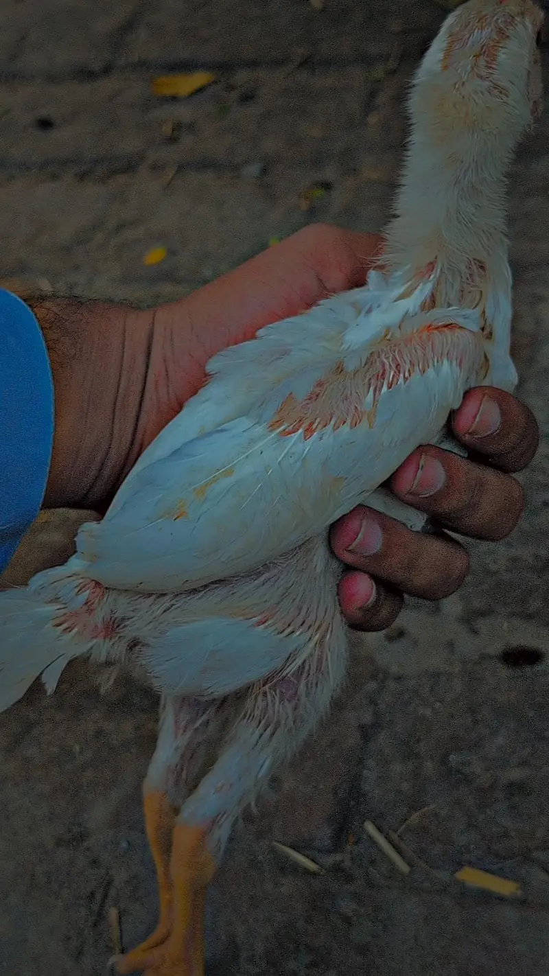 pair 2 chicks — photo 6