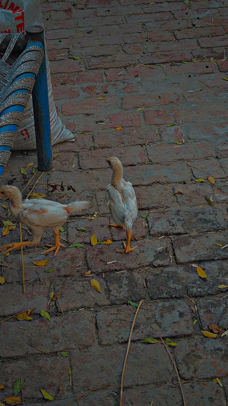 pair 2 chicks 7