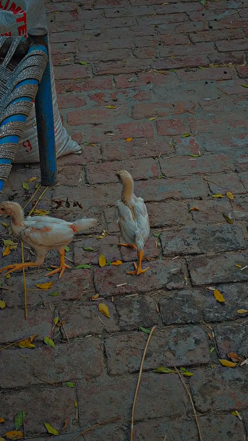 pair 2 chicks — photo 8