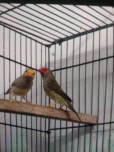 star finch