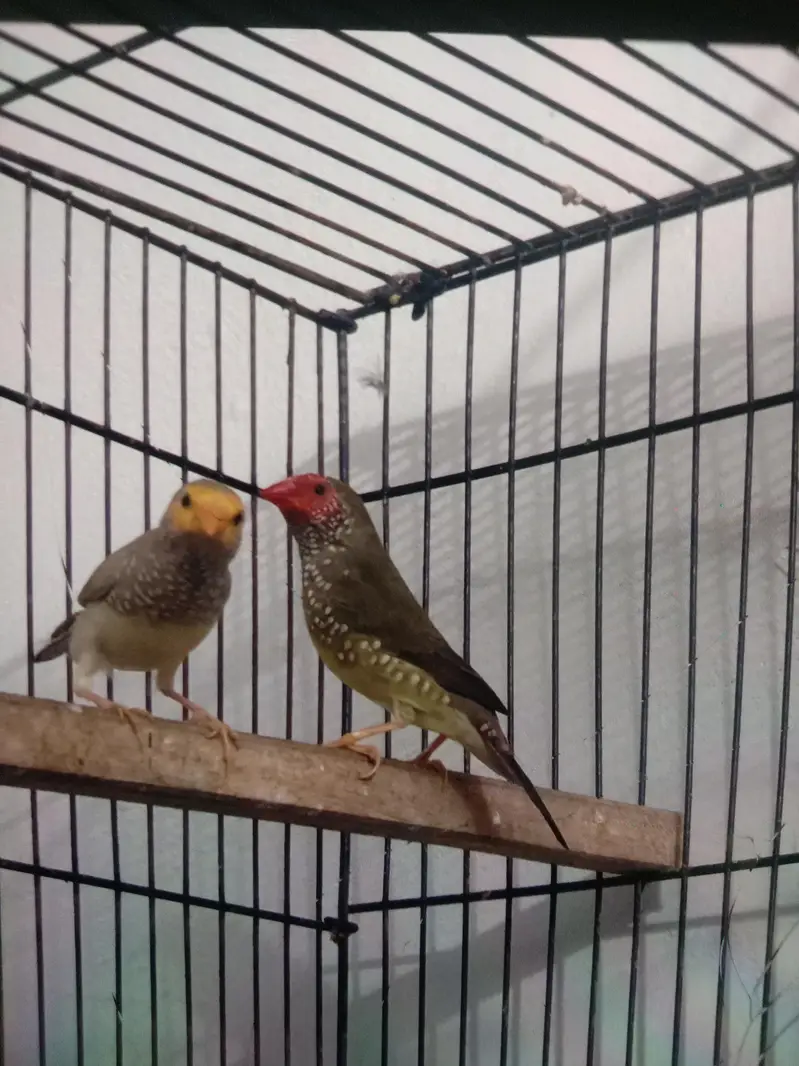 star finch