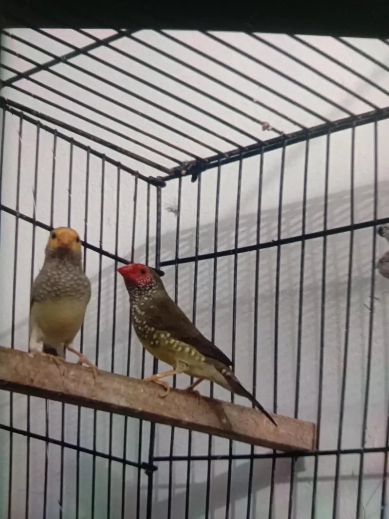 star finch — photo 2