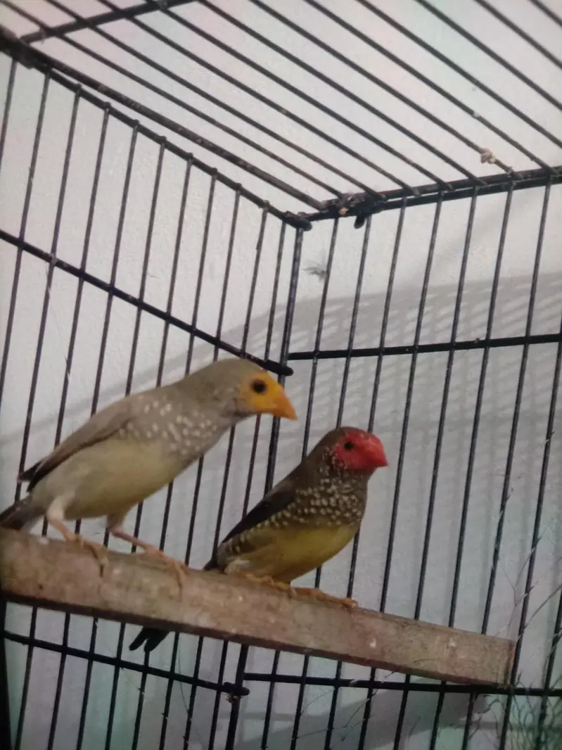 star finch — photo 3