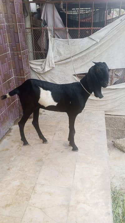 Bakri or Bakra sell beetal bakri or kamori male