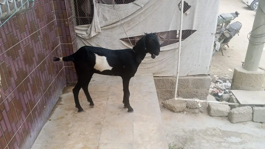 Bakri or Bakra sell beetal bakri or kamori male — photo 2