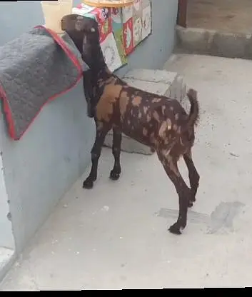 Bakri or Bakra sell beetal bakri or kamori male — photo 3