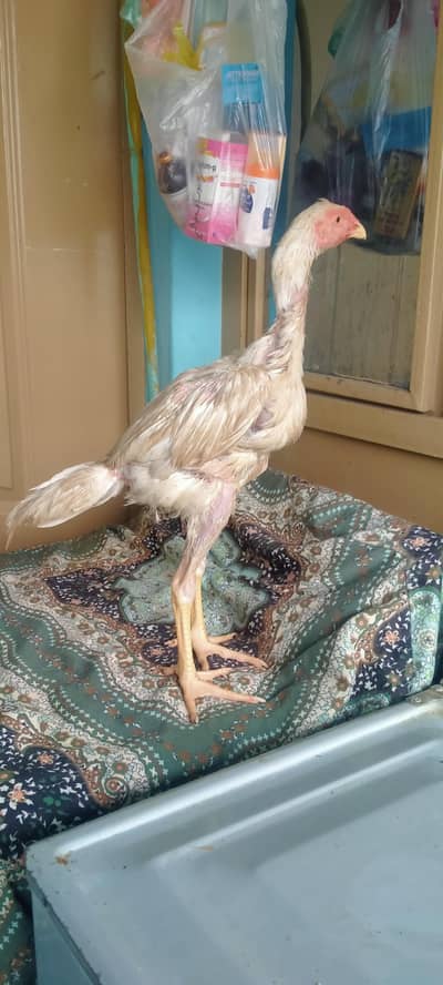 Shamo Cross and Khadim Wasli breed for sale