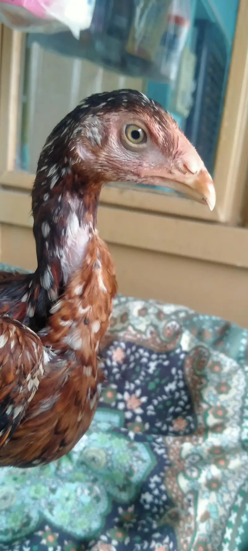 Shamo Cross and Khadim Wasli breed for sale — photo 2