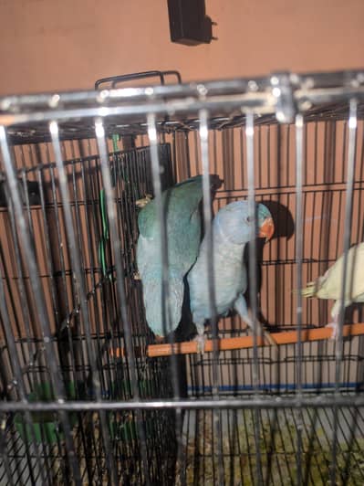 blue ringneck parrot