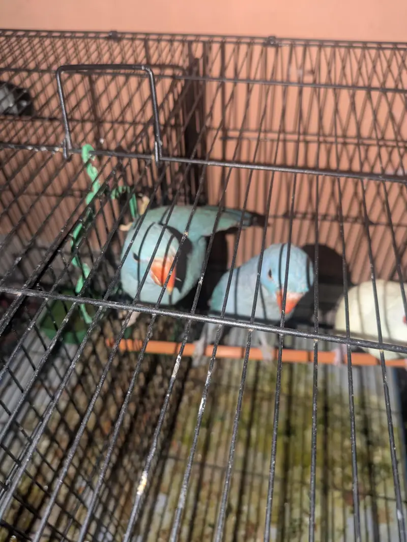 blue ringneck parrot — photo 3