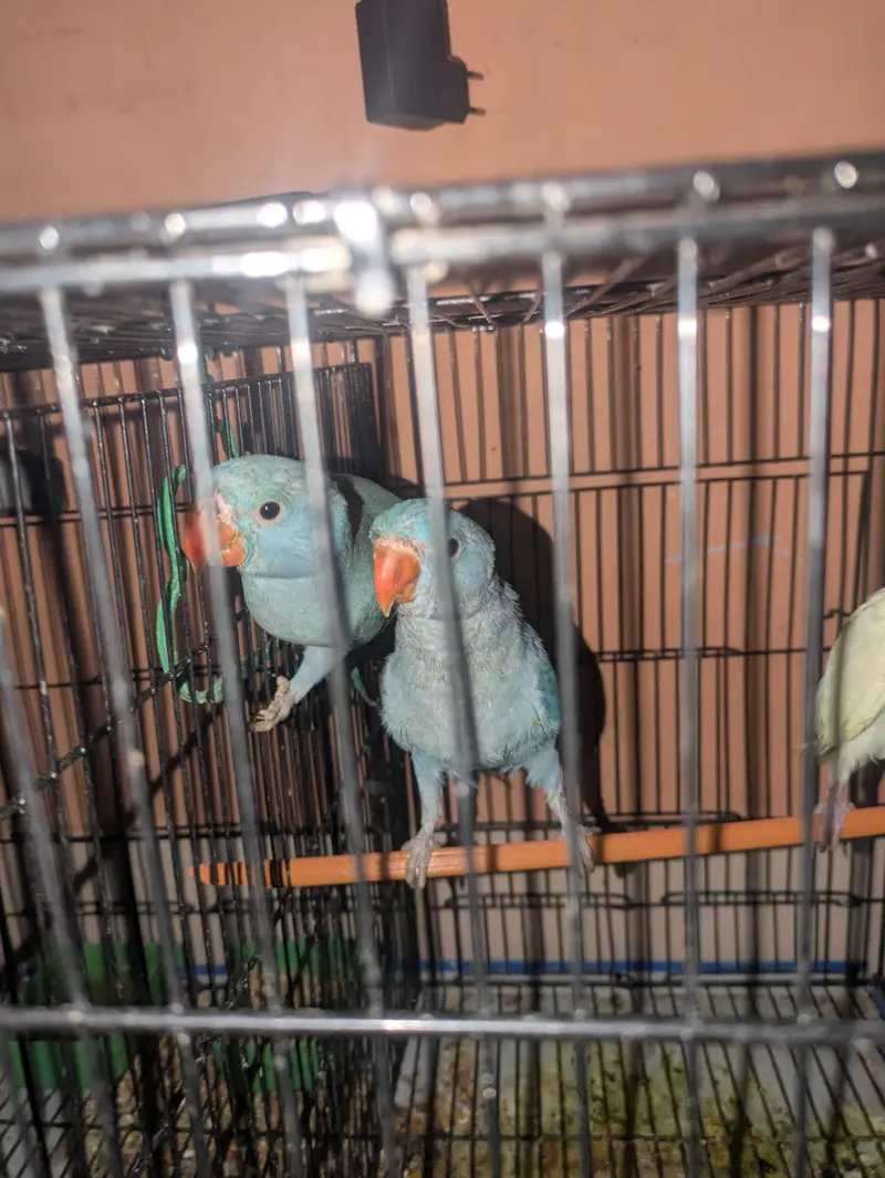blue ringneck parrot — photo 5
