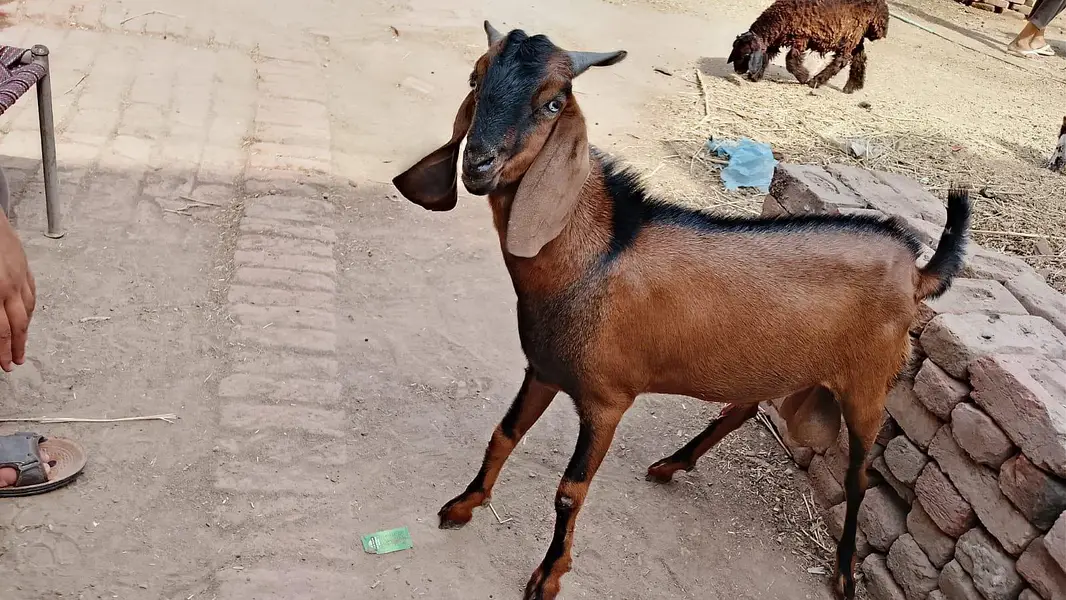 Desi Tedyy