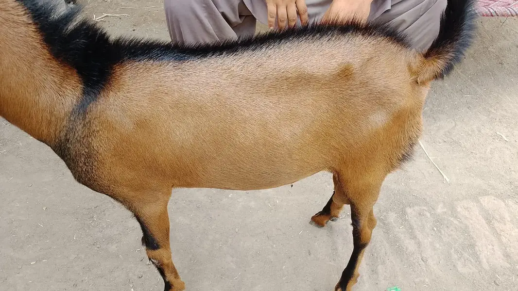 Desi Tedyy — photo 2