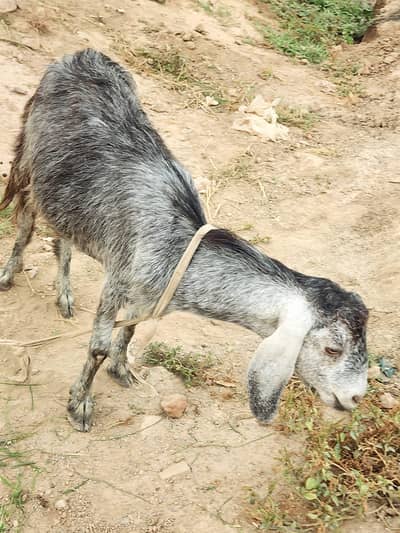 Goat for sale