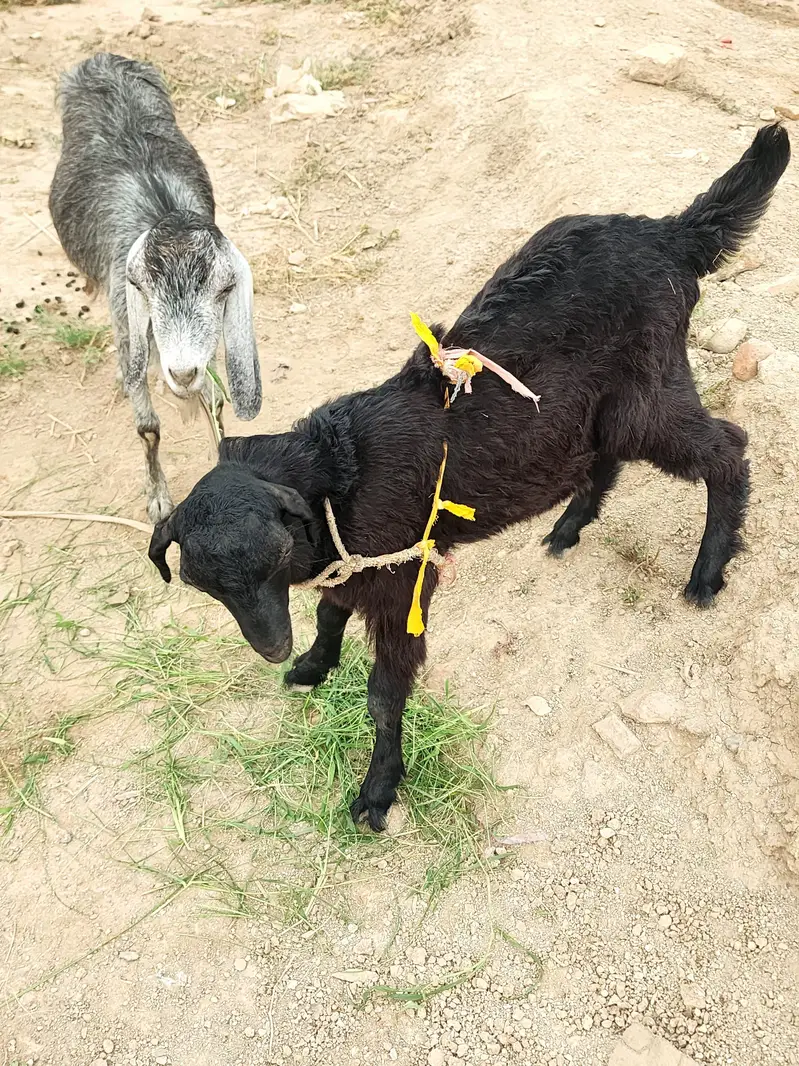 Goat for sale — photo 2