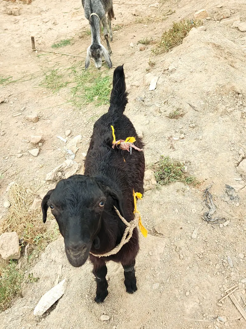 Goat for sale — photo 3