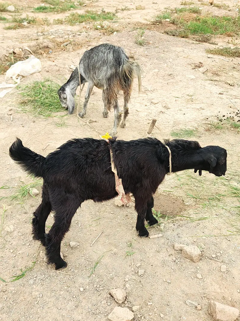 Goat for sale — photo 4