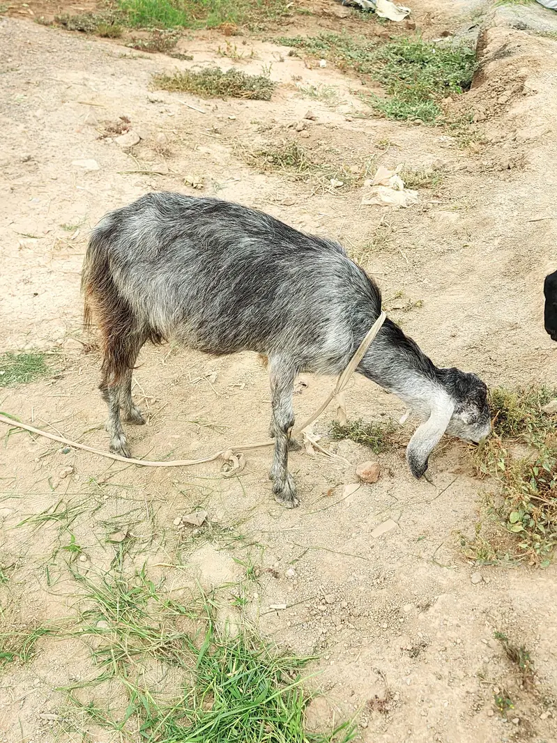 Goat for sale — photo 6