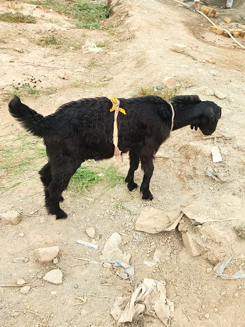 Goat for sale — photo 7